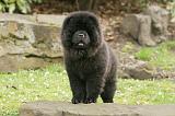 CHOW CHOW 683